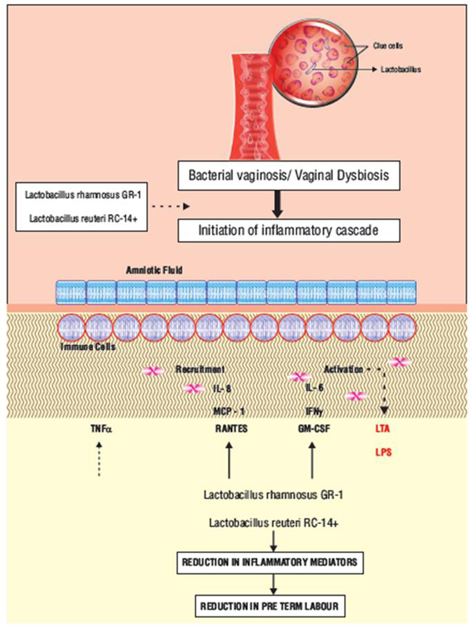 Lactobacillus rhamnosus GR-1®